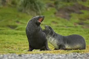 Images Dated 26th July 2007: Antarctic Fur Seal - Pair playfighting