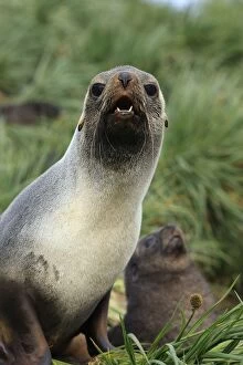 Mammifere Collection: Antarctic Fur Seal - Prion Island - South Georgia