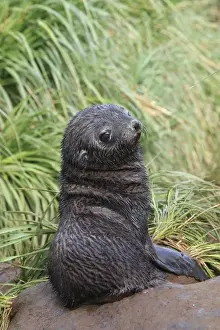 Jeune Prints: Antarctic Fur Seal - Prion Island - South Geotgia