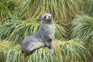 Grasses Prints: Antarctic Fur Seal - pup on tussac grass - Fortuna Bay - South Georgia MA000937