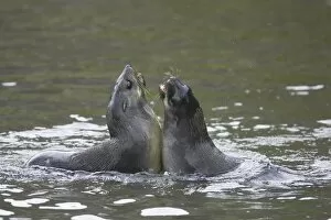 Images Dated 2nd May 2006: Antarctic Fur Seal - pups playfighting