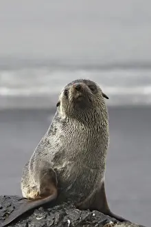 Mammifere Prints: Antarctic Fur Seal - Saint Andrew - South Georgia