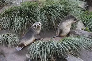 Mammifere Prints: Antarctic Fur Seal - Saint Andrew - South Geotgia