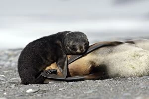Images Dated 15th January 2008: Antarctic Fur Seal - Salisbury Plain - South Georgia