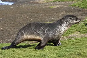Course Prints: Antarctic Fur Seal - Salisbury plain - South Georgia