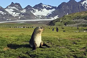 Seal Prints: Antarctic Fur Seal - Salisbury Plain - South Georgia