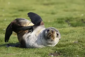 Antarctic Fur Seal - Salisbury Plain - South Georgia