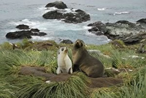Antarctic Fur Seal - With young one