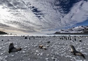 Antarctic Fur Seals on the beach