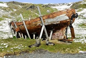 Antarctic Fur Seals - in front of old whaling boat