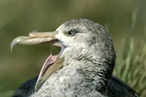 Petrels Prints: Antarctic Giant-Petrel - With a green bill tip