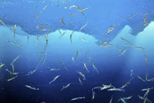 Antarctic Krill