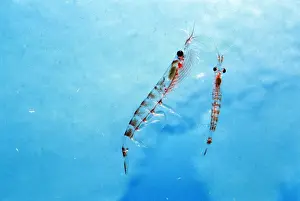 Antarctic Krill