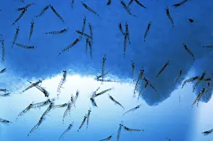 Antarctic Krill