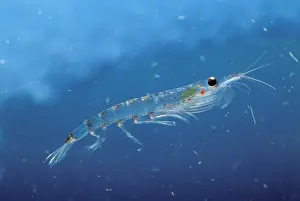 Krill Prints: Antarctic Krill JPF33825