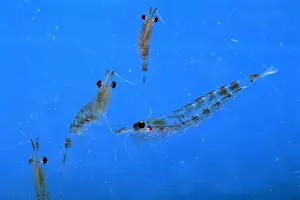 Krill Prints: Antarctic Krill JPF33828