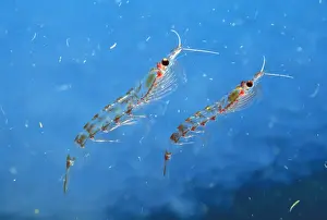 Krill Prints: Antarctic Krill JPF34582