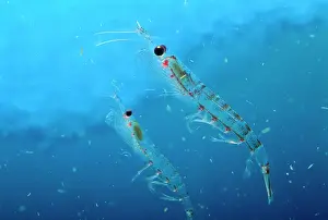 Antarctic Krill JPF34583