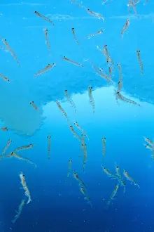 Antarctic Krill JPF34594