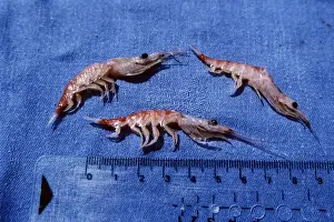 Krill Prints: Antarctic Krill - scale in cm