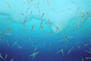Images Dated 27th February 2009: Antarctic Krill - Shoal JPF33824