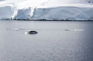 Antarctic Minke Whale - Breaching with two others just dived