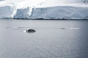 Antarctic Minke Whale, Breaching with two others just dived - October