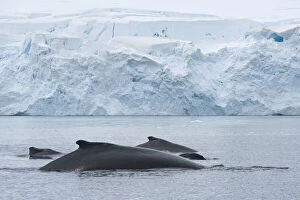 Images Dated 13th September 2011: Antarctic Peninsula, Gerlache Strait. A