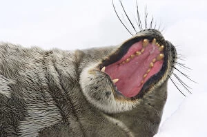 Yawning Gallery: Antarctic Peninsula, Neko Harbour. Weddell