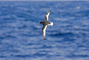 Antarctic Petrel - in flight over sea