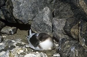 Images Dated 23rd March 2010: Antarctic Petrel - Incubating eggs