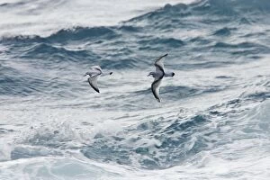 Antarctic Prion - In flight over sea