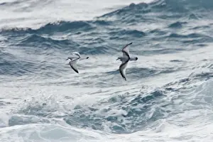 Prion Prints: Antarctic Prion - In flight over sea Antarctic Ocean around South Georgia BI008482