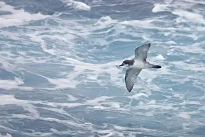 Antarctic Prints: Antarctic Prion - In flight over sea Antarctic Ocean around South Georgia BI008492