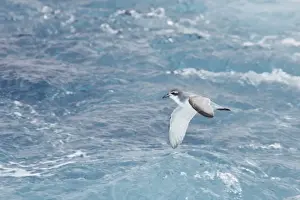 Antarctic Prion - In flight over sea Antarctic Ocean around South Georgia BI008506