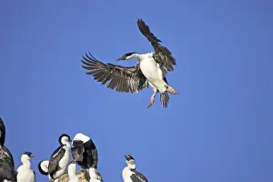 Shags Prints: Antarctic Shag - Coming in to land Phalacrocorax bransfieldensis Paulette Island Antarctic Penninsular BI008545