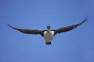 Shags Prints: Antarctic Shag - In flight Phalacrocorax bransfieldensis Paulette Island Antarctic Penninsular BI008559