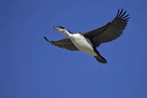Shags Prints: Antarctic Shag - Juvenile in flight Phalacrocorax bransfieldensis Paulette Island Antarctic Penninsular BI008555