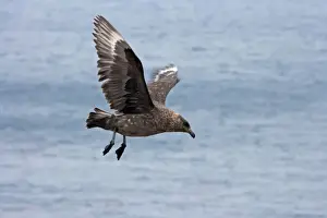 Skua Prints: Antarctic Skua - In flight Catharacta antarctica New Island Falklands BI008518