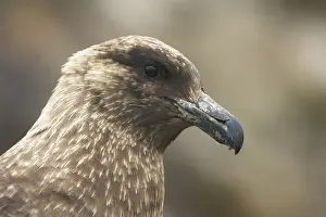 Skuas Prints: Antarctic Skua - Head Catharacta antarctica New Island Falklands BI008516