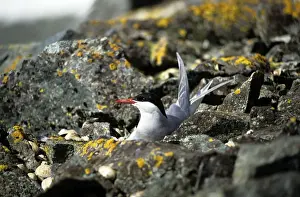 Antarctic Tern