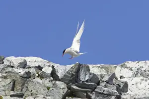 Antarctic Tern - Coming in to land at breeding site Sterna vittata Half Moon Island Antarctica BI012479
