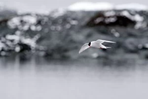 Antarctic Tern in flight