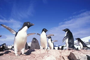 Adelie Gallery: Antarctica, Adelie Penguin (Pygoscelis adeliae)