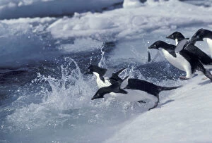 Dive Gallery: Antarctica. Adelie penguins Antarctica Adelie penguins