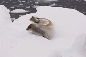 Images Dated 30th June 2010: Antarctica, Antarctic Penninsula. Crabeater
