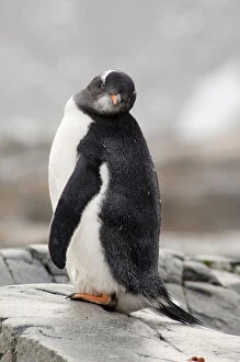 Images Dated 30th June 2010: Antarctica, Antarctic Penninsula. Petermann