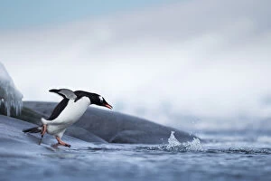 Dive Gallery: Antarctica, Anvers Island, Gentoo Penguin