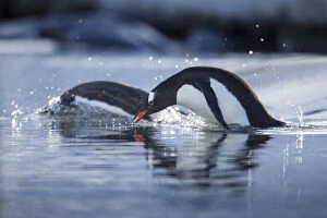 Dive Gallery: Antarctica, Anvers Island, Gentoo Penguins