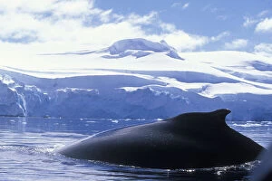 Antarctica, Anvers Island, Humpback Whale